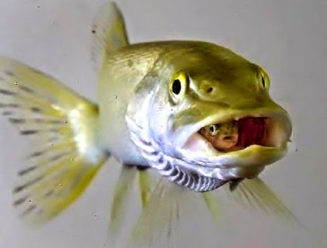 baby-fish-inside-mothers-mouth-resizecrop--.jpg