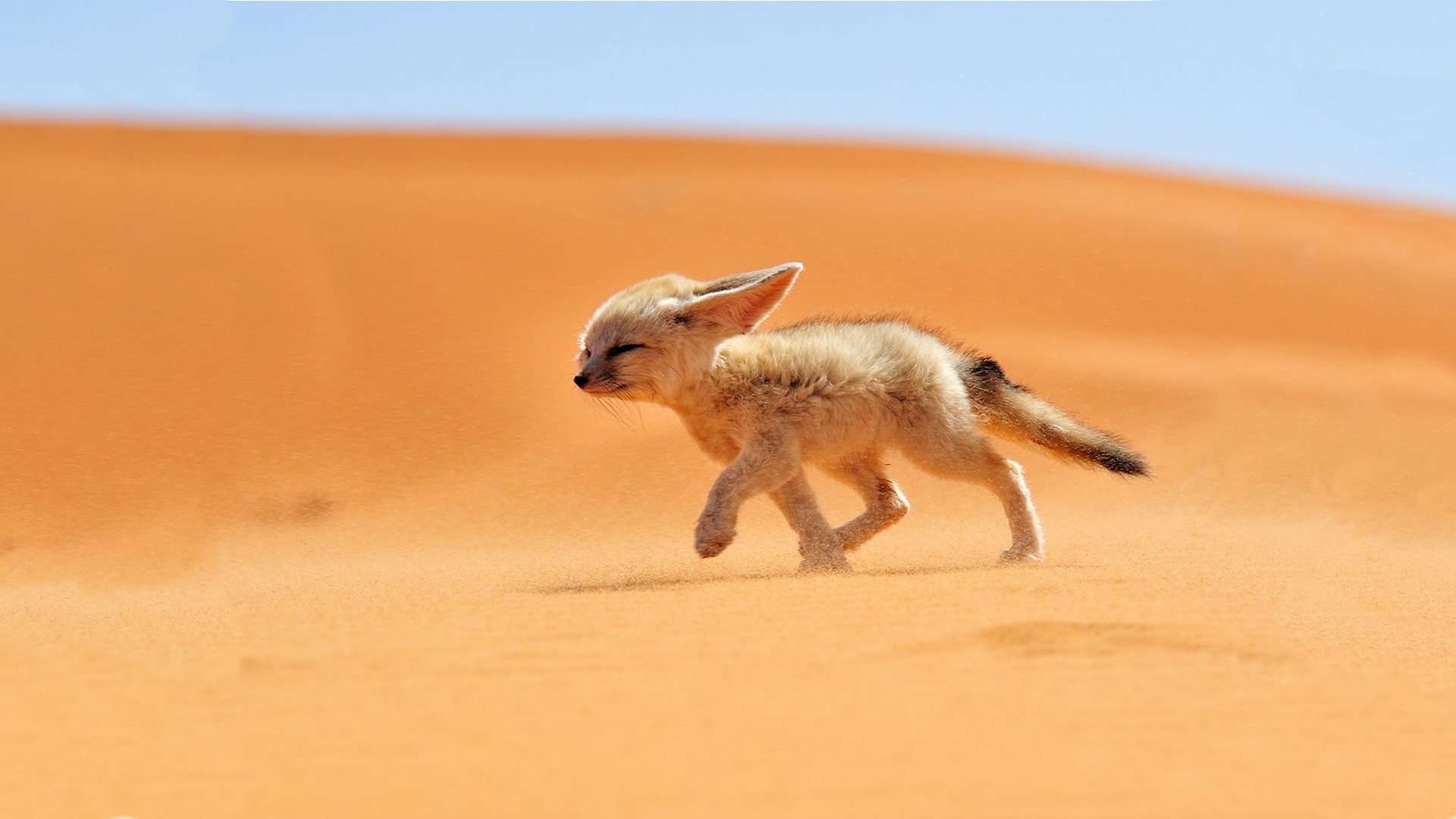 cute-little-fox-running-in-the-desert.jpg