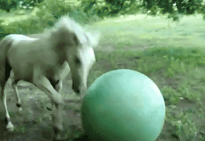 animal_fails_are_just_as_funny_as_they_are_adorable_16.gif