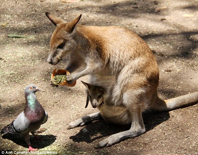 Animals - Wallaby and pigeon - Anne Cameron Hot Spot Media DM 14 06 09.jpg