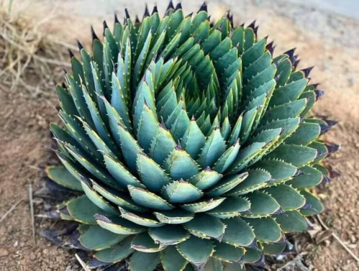 oddly_satisfying_images_that_will_soothe_your_soul_640_04.jpg