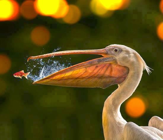 Pelican Eating Fish.jpg