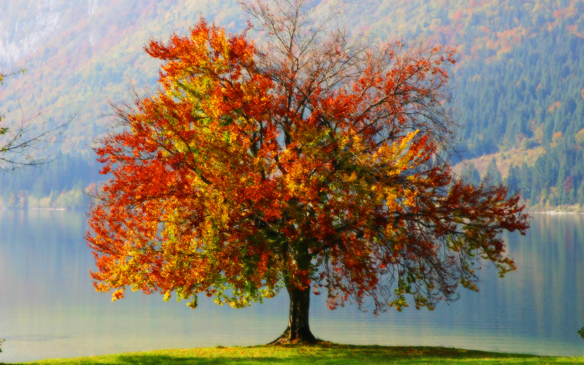autumn_tree_1920.jpg
