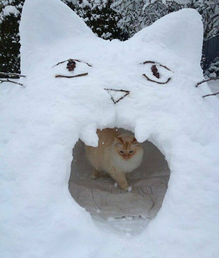 snapshots_of_cats_just_being_weird_640_high_07.jpg