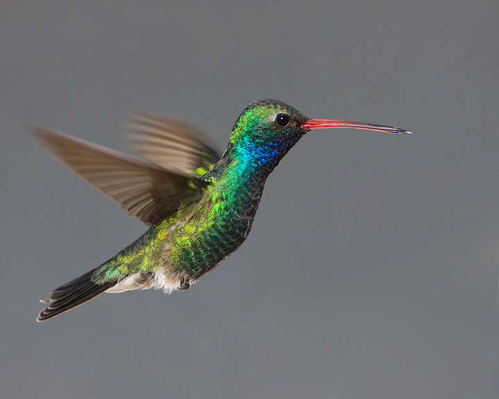 broad-billed-hummingbird9639.jpg