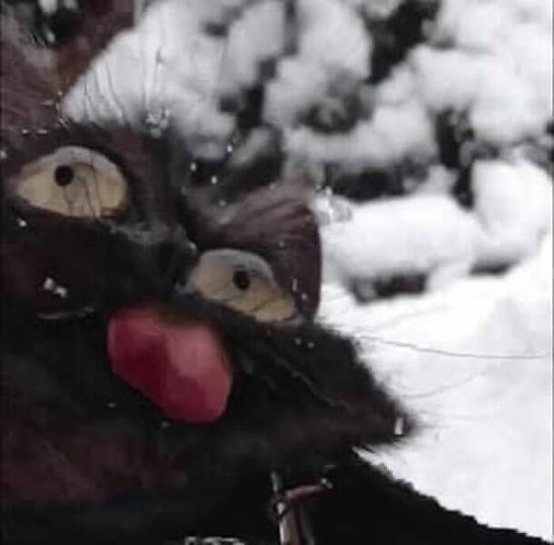 snapshots_of_cats_just_being_weird_640_29.jpg