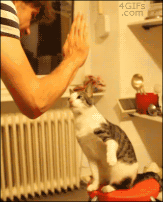 001-cat-giving-high-five-to-human.gif