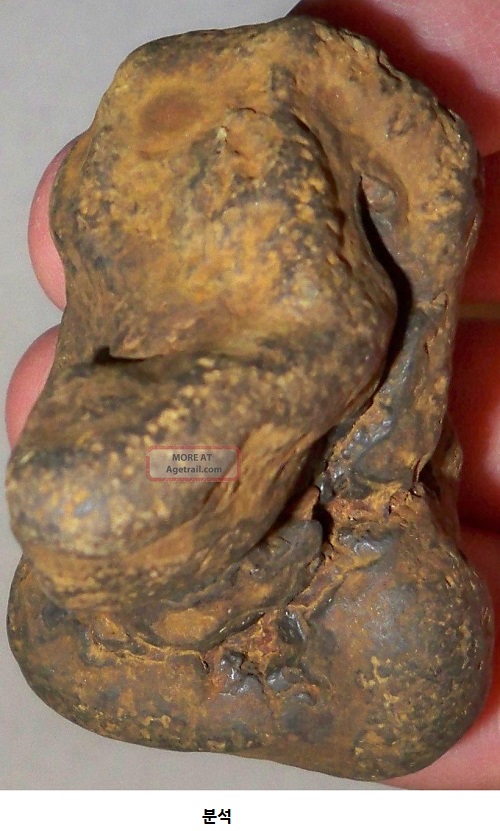 1____price__on_a_rare_coprolite_reptile_poop_fossilized_animal_dung_11_lgw.jpg