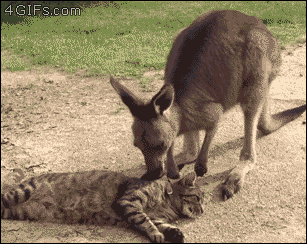 Kangaroo-grooms-annoys-cat.gif
