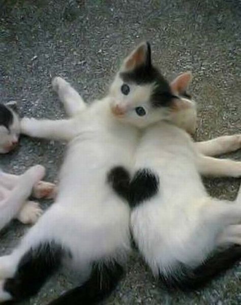 cats_with_fur_hearts_01.jpg