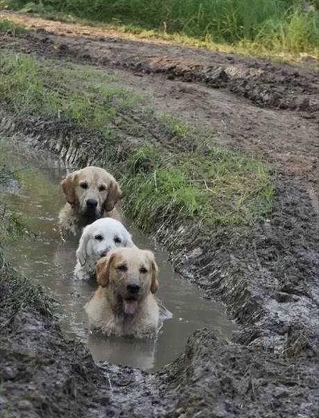 this_is_why_dogs_shouldnt_go_nowhere_near_any_mud_or_should_640_03.jpg