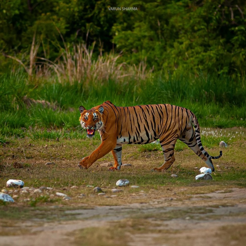 tiger-from-india-during-a-jungle-safari-nikon-d700-and-300-v0-ay6um19mqehd2.jpeg