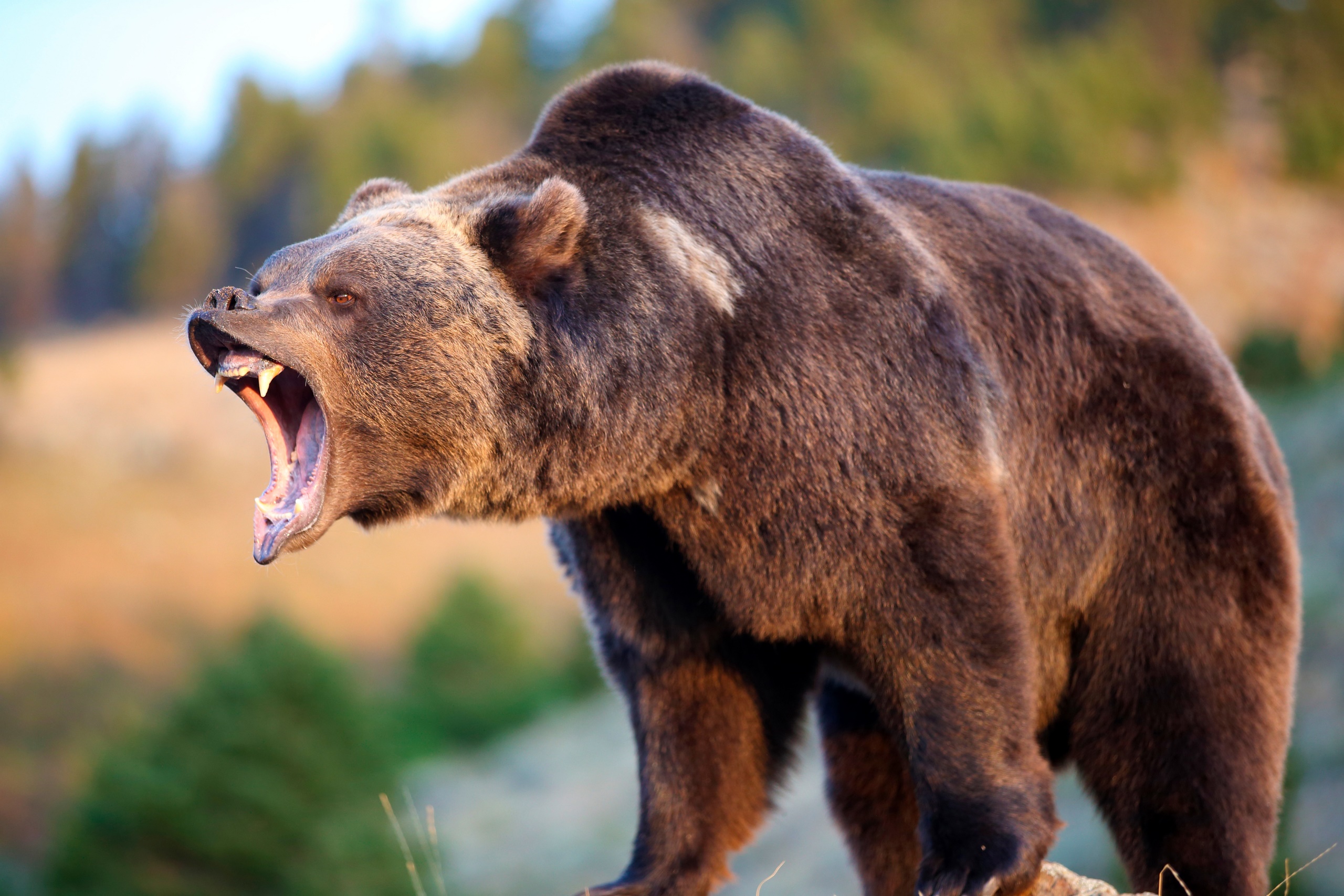 wildlife-animals-bears-Grizzly-bear-Grizzly-Bears-1208712.jpg
