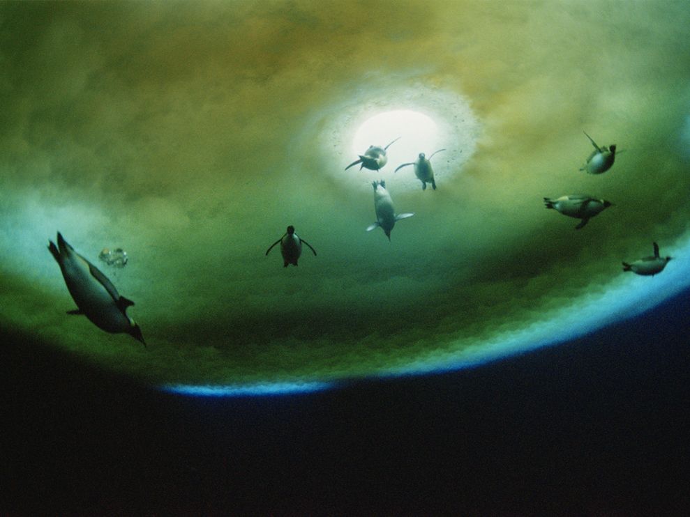 penguins-underwater_3667_990x742.jpg