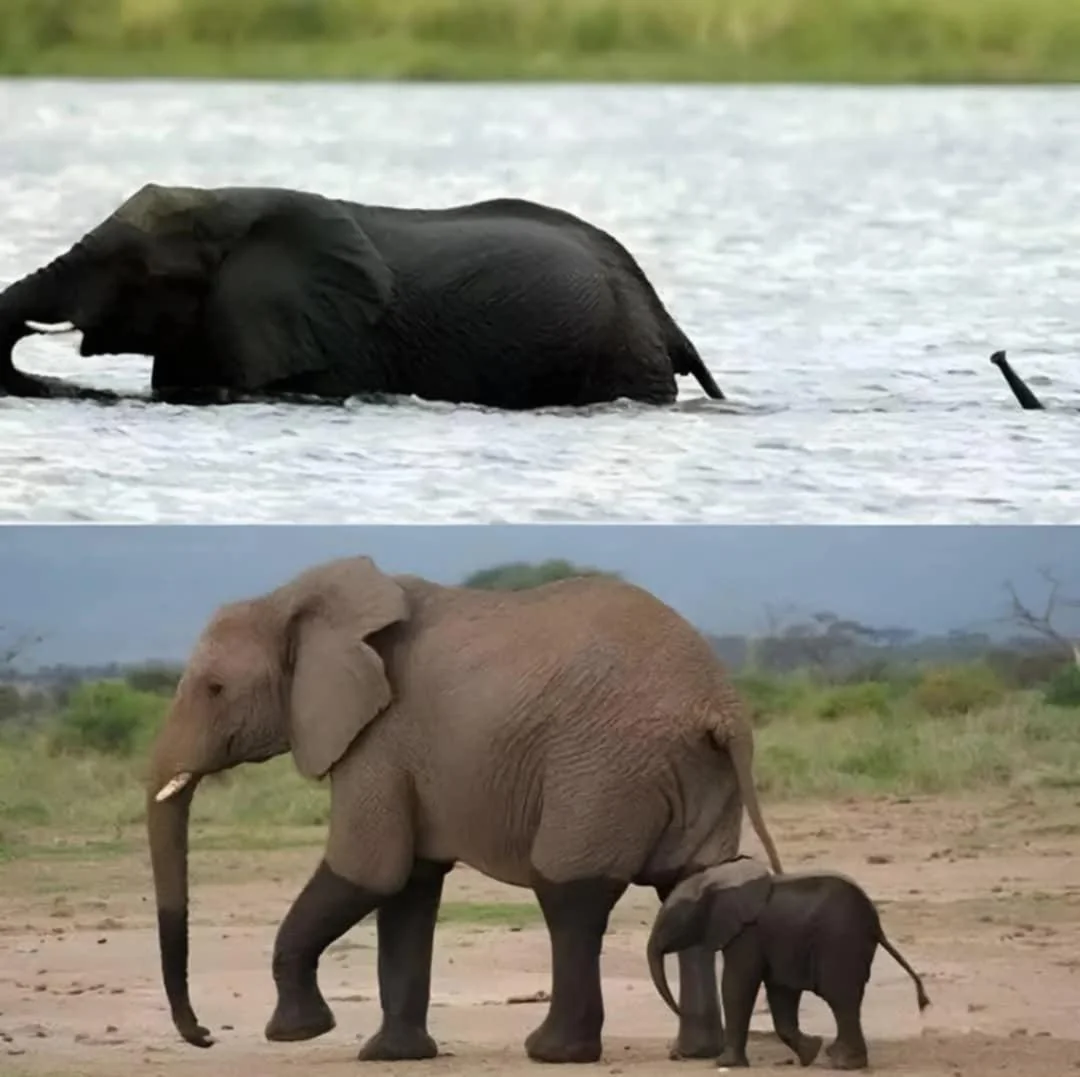 a-baby-elephant-crosses-the-river-with-mom-v0-eurxw7ncjmme1.jpeg