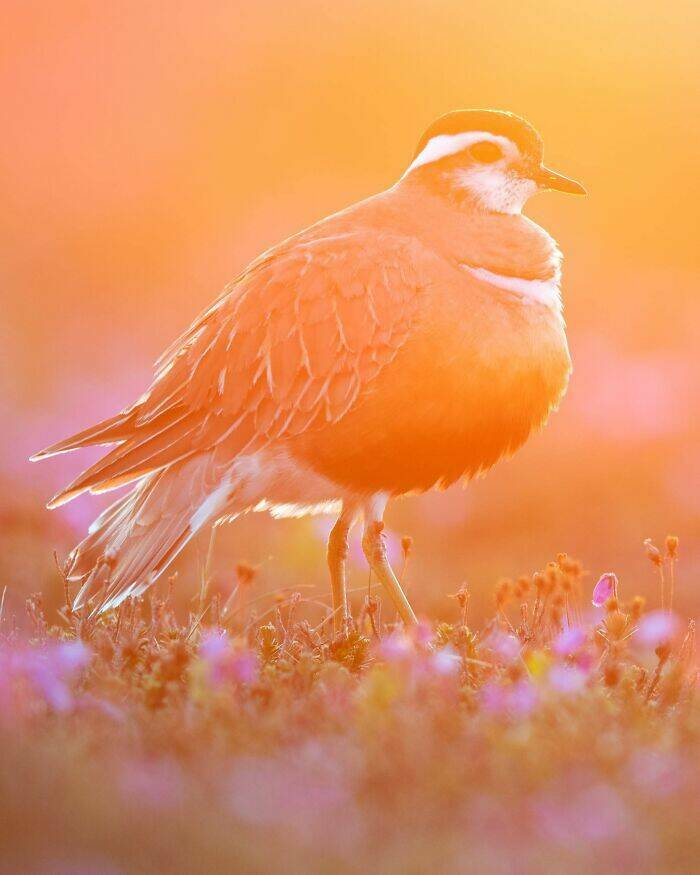 mesmerizing_wildlife_photos_that_reveal_natures_untamed_beauty_640_high_13.jpg