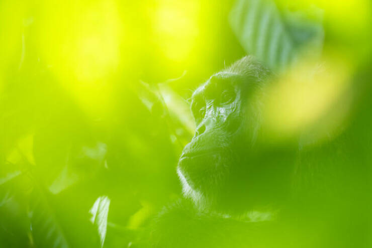 mesmerizing_wildlife_photos_that_reveal_natures_untamed_beauty_640_15.jpg