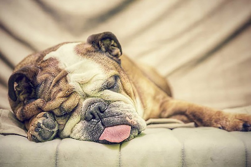 1408727353-why-you-should-let-employees-nap-at-work-bulldog-nappingdfh.jpg