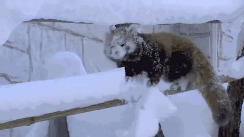 animal_fails_are_just_as_funny_as_they_are_adorable_07.gif