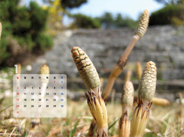 gujoron_calendar20104.jpg