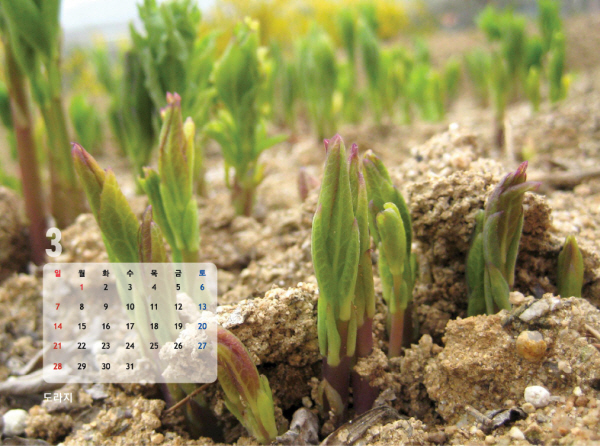 gujoron_calendar20108.jpg