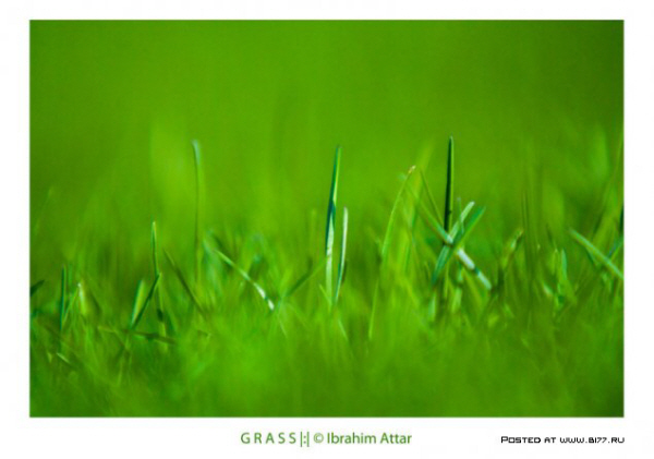 1238053934_grass_by_biroo87.jpg