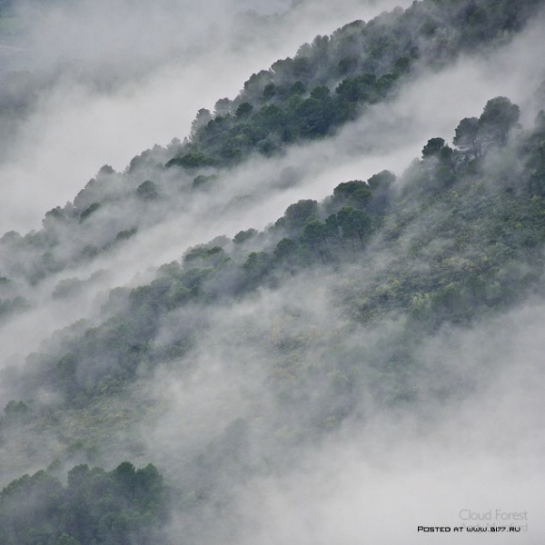 1240134682_cloud_forest_by_andymumford.jpg