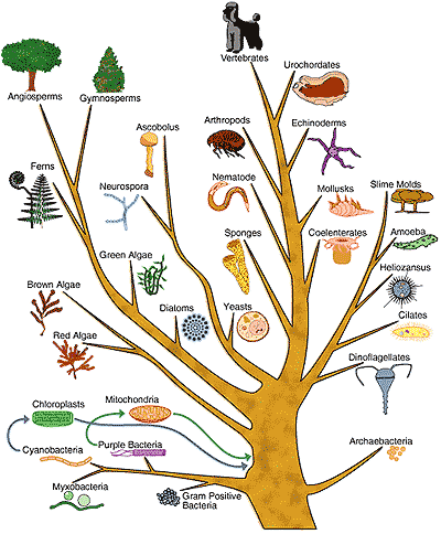 Evolution_tree_of_life.png
