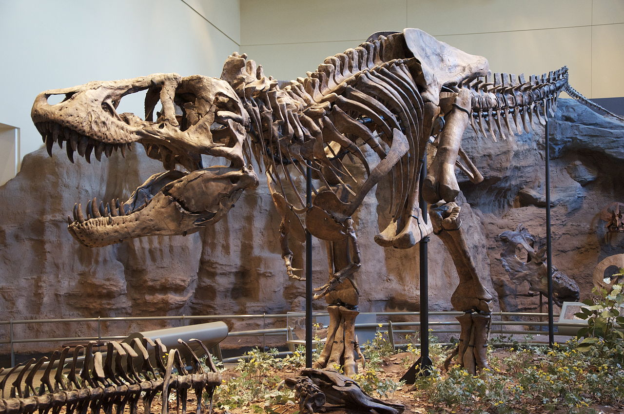 1280px-Tyrannosaurus_Rex_Holotype.jpg