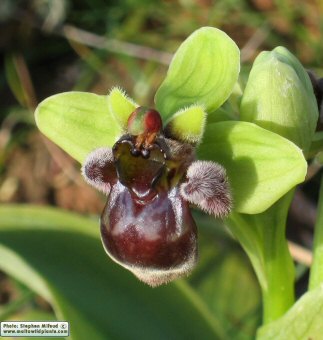 OPHBO-Ophrys_bombyliflora_t.jpg