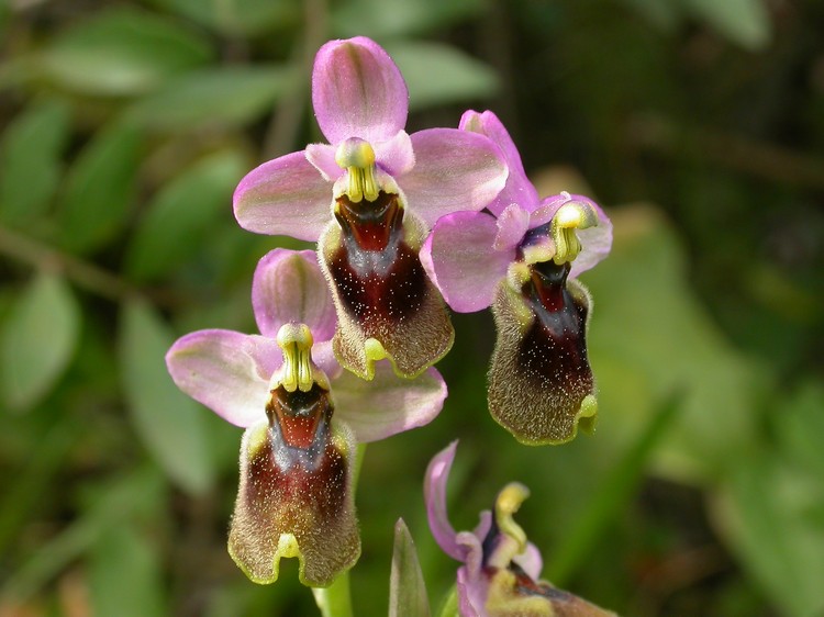 ophrys_tenthredinifera_pdel_bosque-[56041].JPG